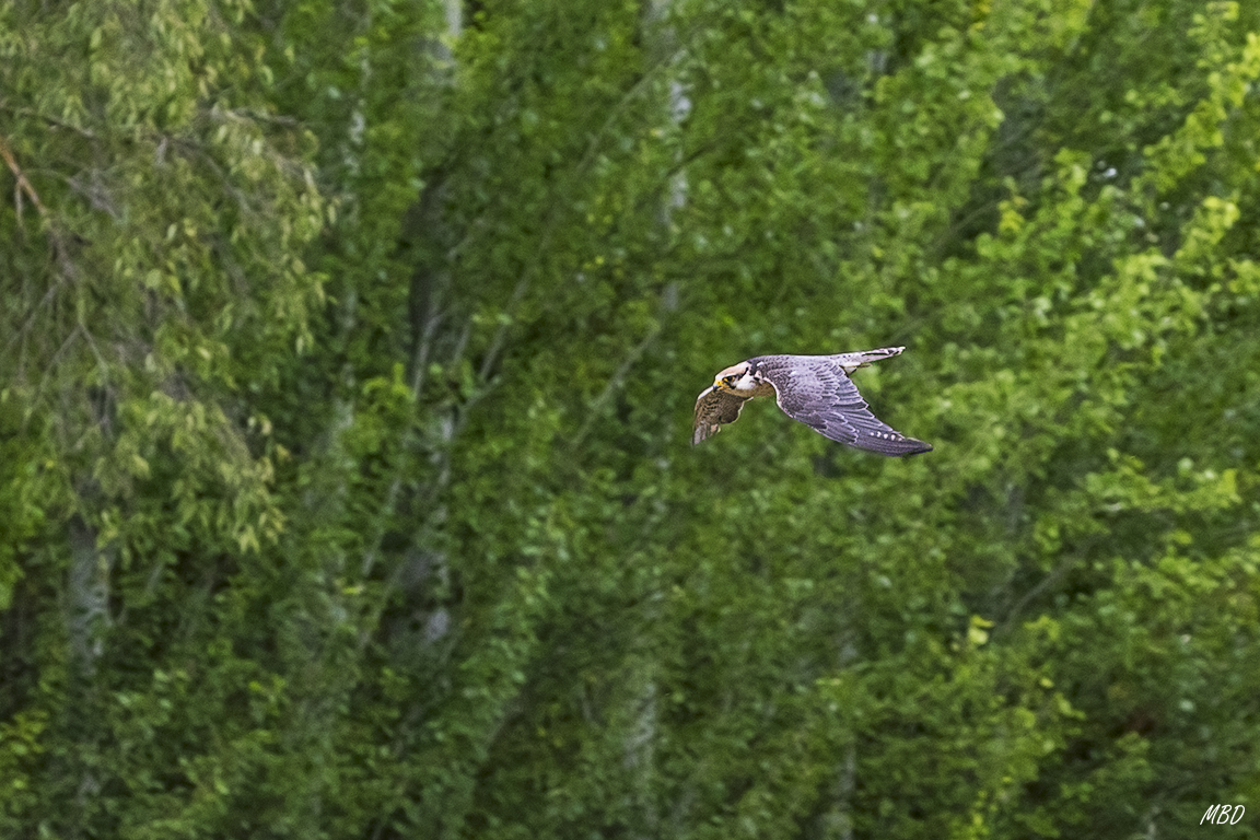 Monasterio de Piedra, may2017