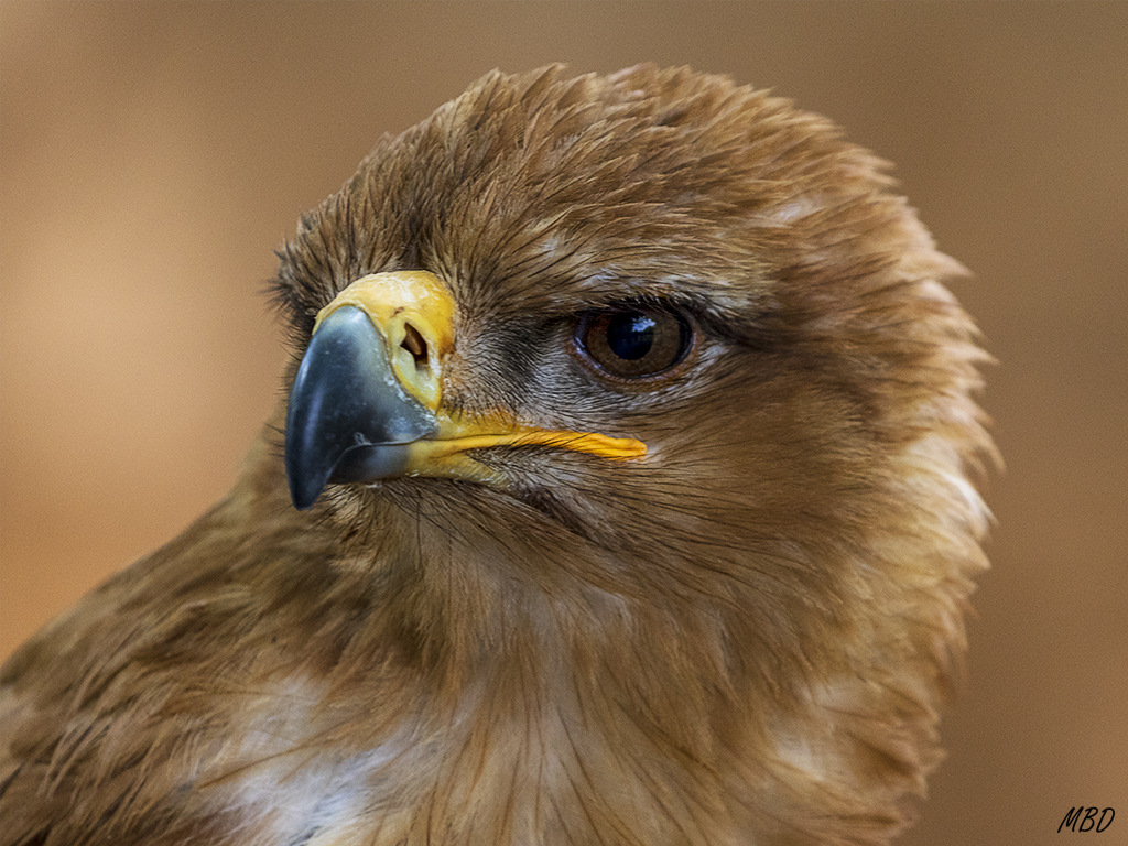 Monasterio de Piedra, may2017