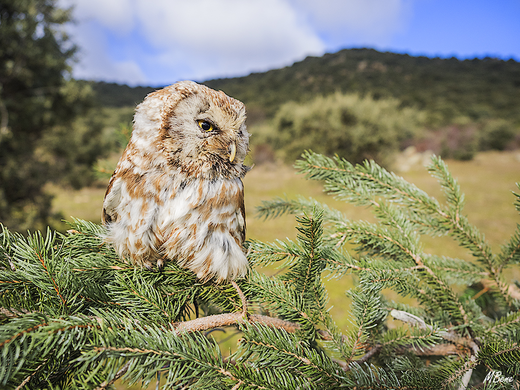 Lechuza boreal. Lozoya, ene2017