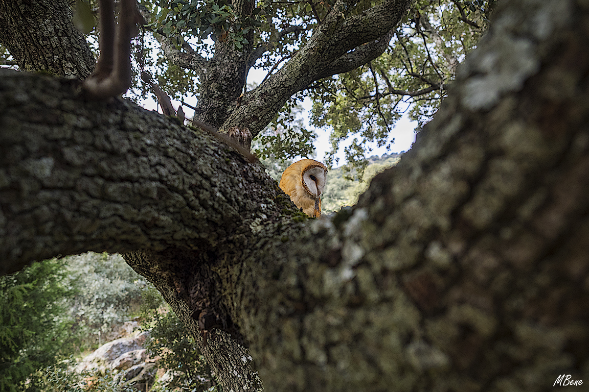 Lechuza. Lozoya, ene2017