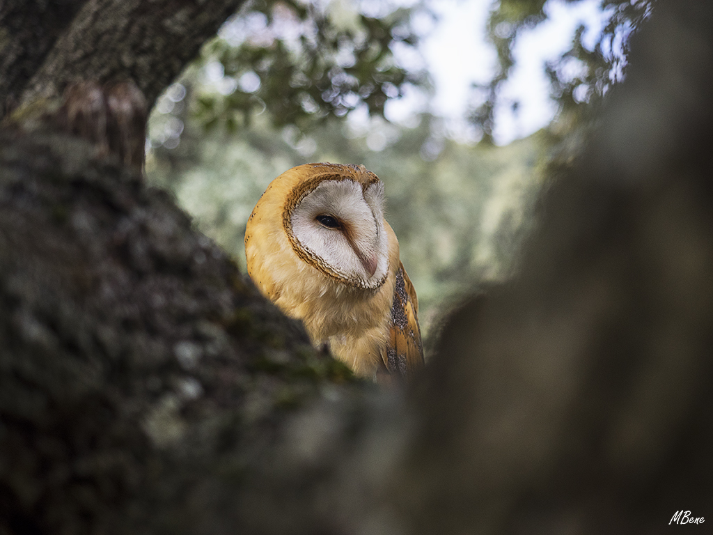 Lechuza. Lozoya, ene2017