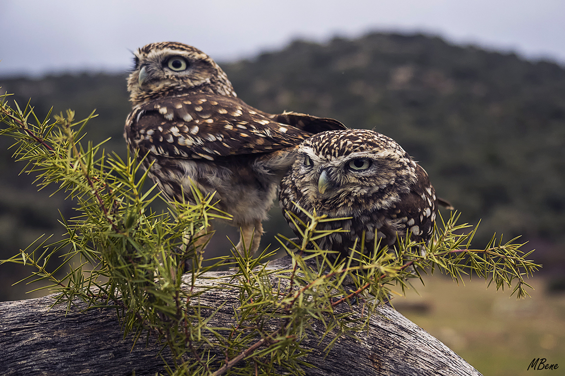 Mochuelo. Lozoya, ene2017