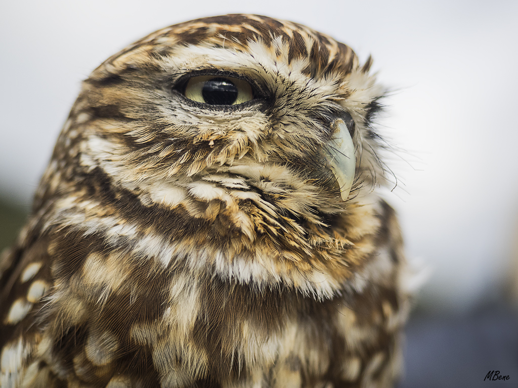 Mochuelo. Lozoya, ene2017