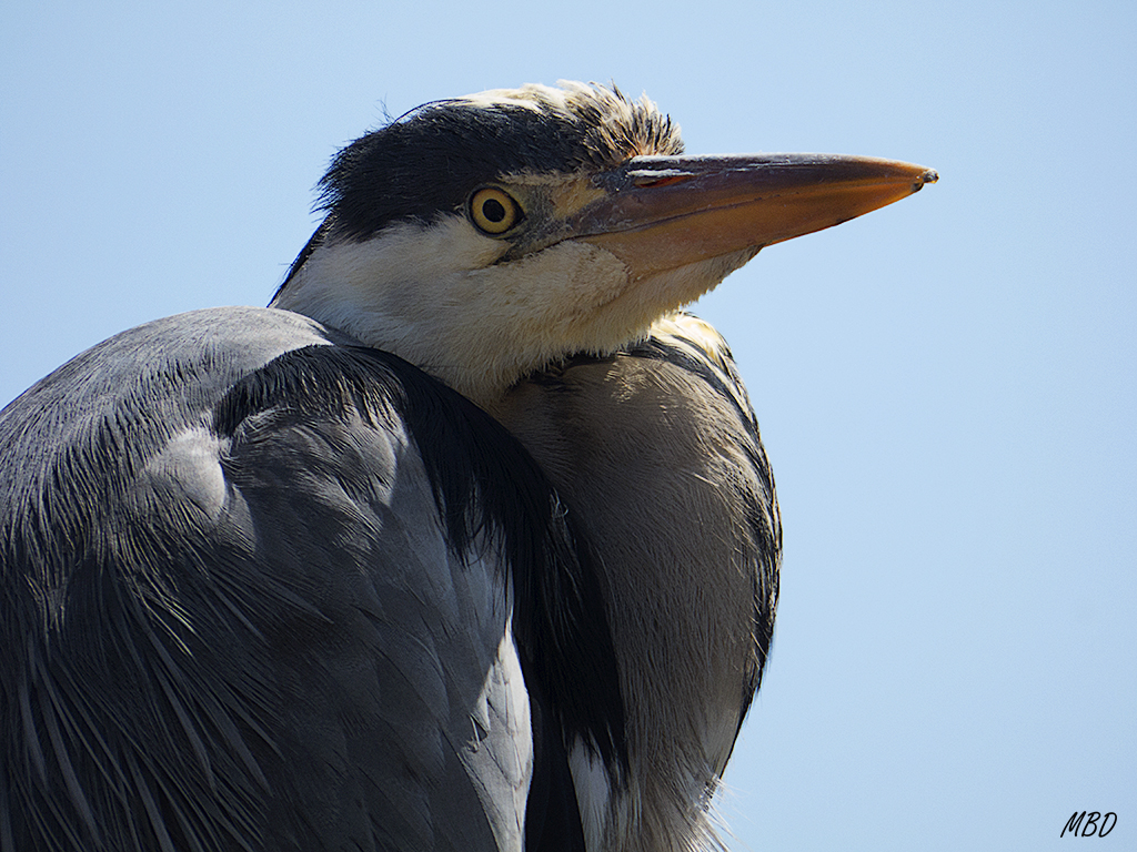 Volendam. Garza real.