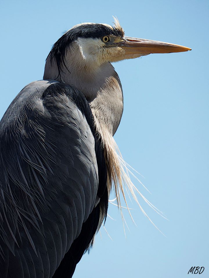 Volendam. Garza real.