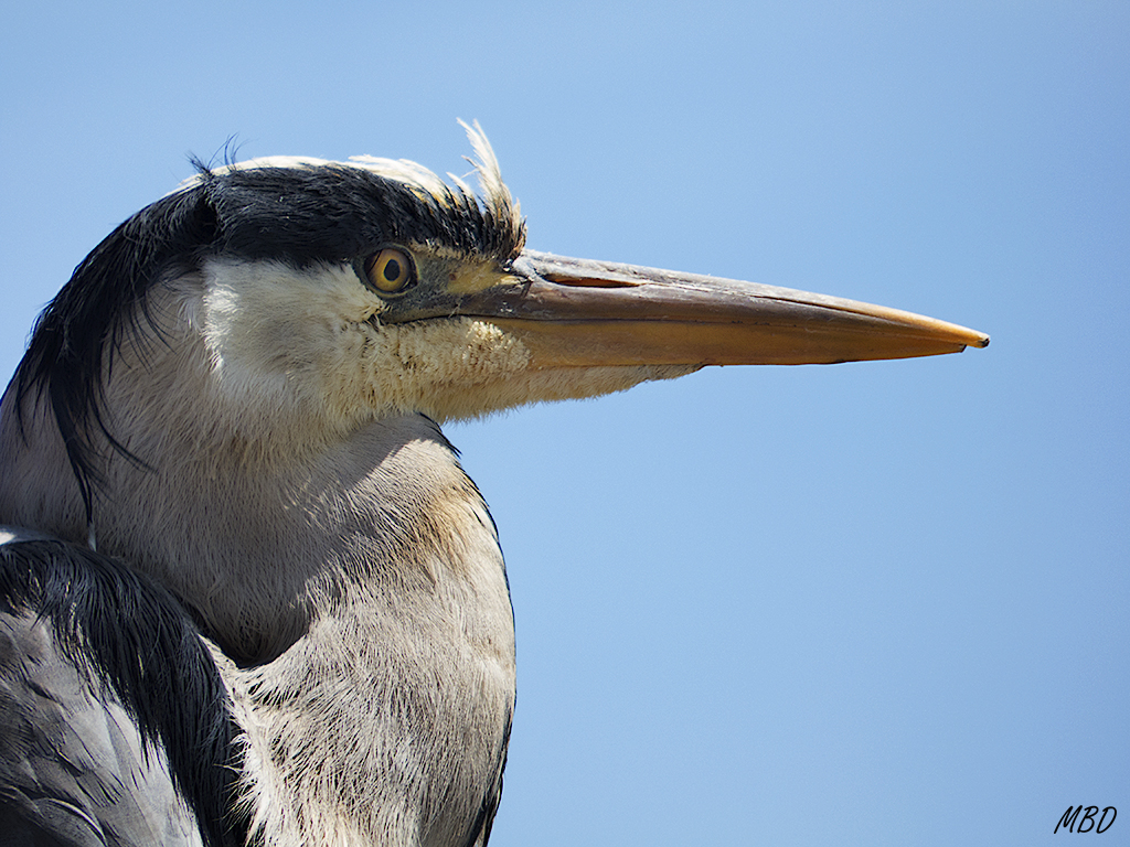 Volendam. Garza real.