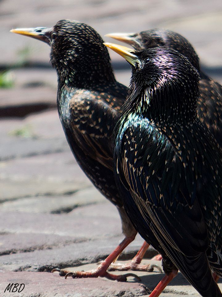 Volendam. Estornino pinto.
