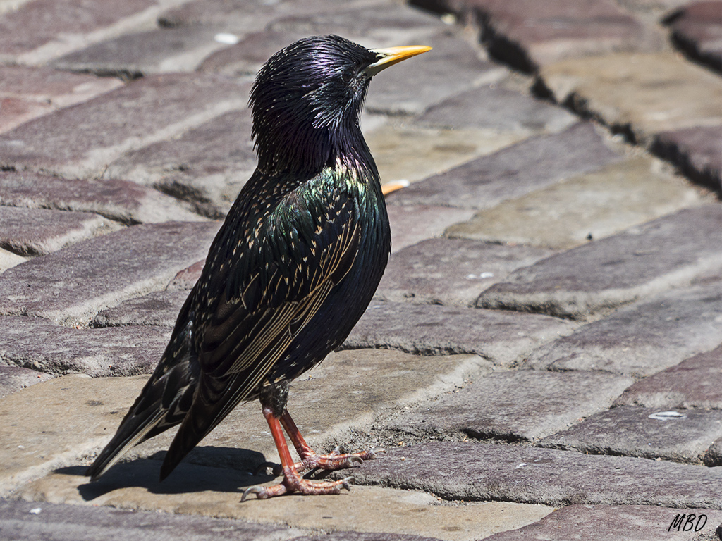 Volendam. Estornino pinto.