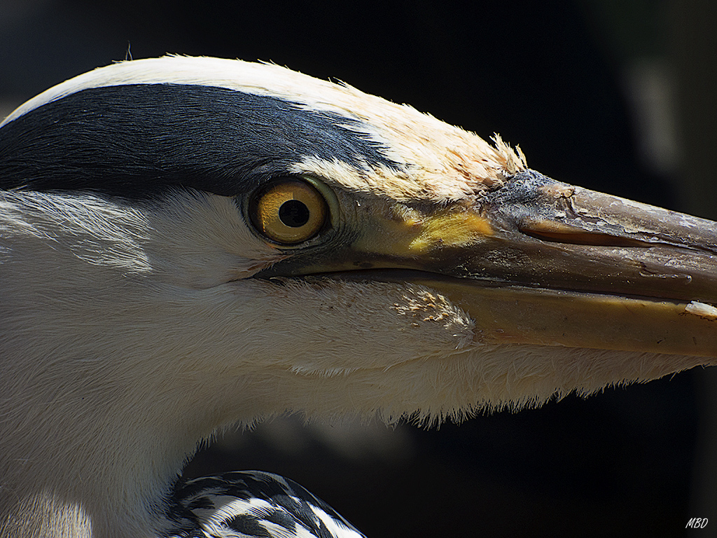 Volendam. Garza real.