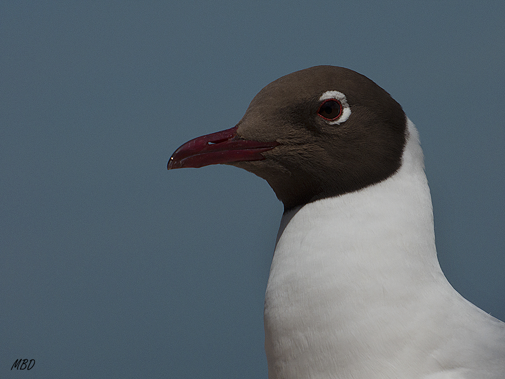 Volendam. Gaviota reidora.