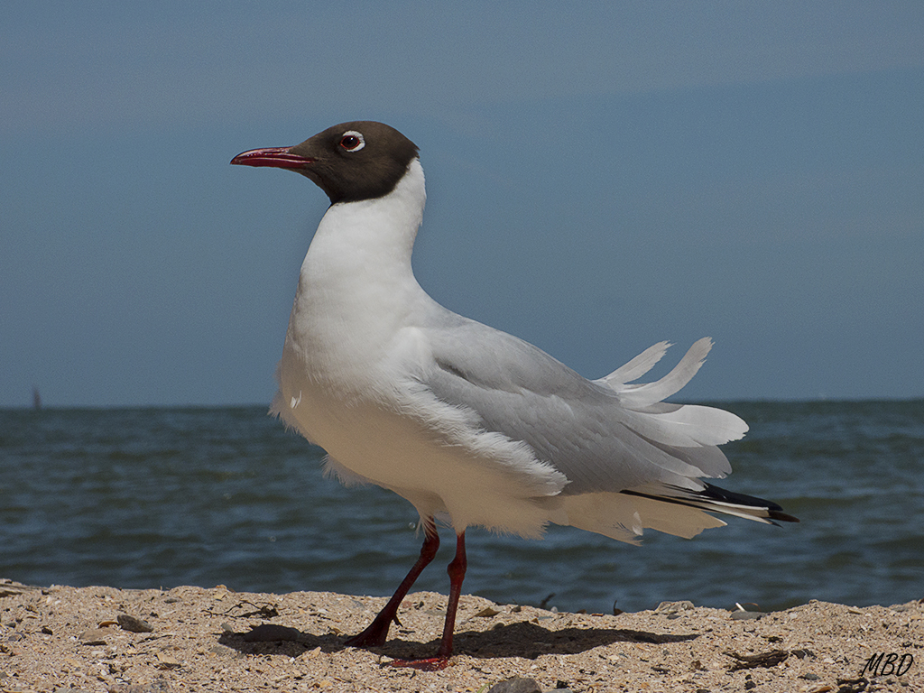 Volendam. Gaviota reidora.