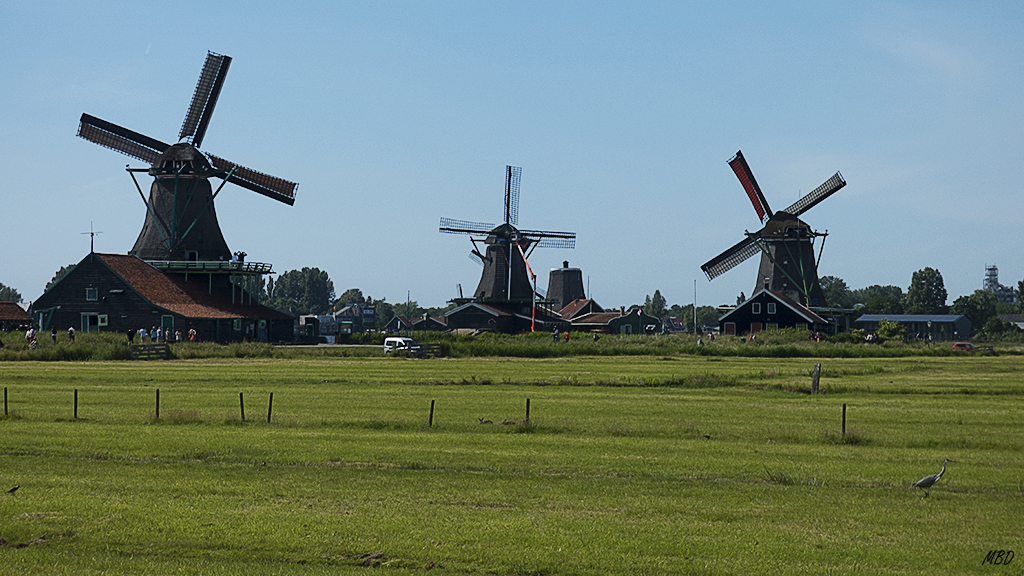 Molinos y garza real