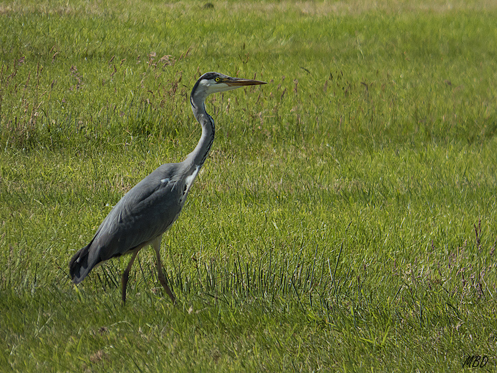 Se paseaba delante de los molinos