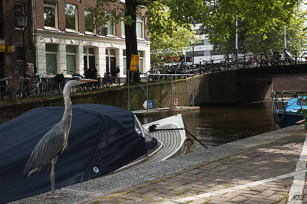 Amsterdam. Garza real.