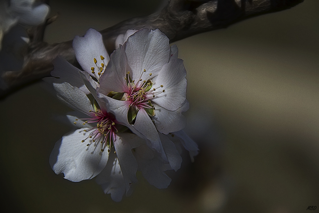 Valdeloshielos, mar2016