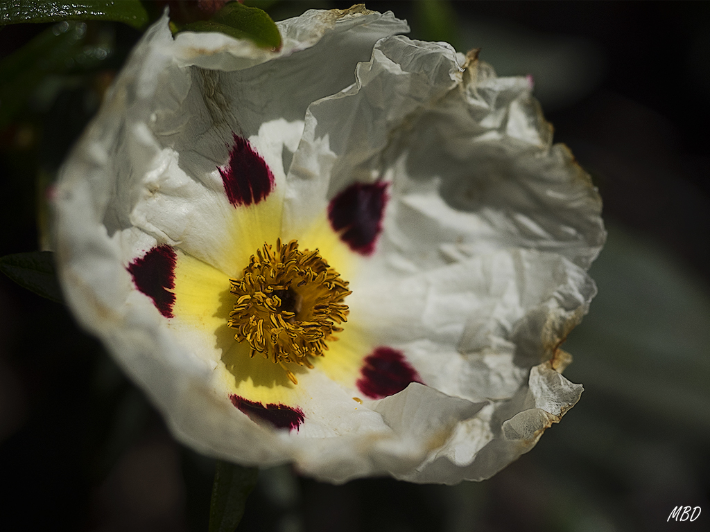 Valdeloshielos, mar2016