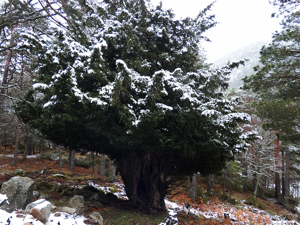 Vinuesa, Laguna negra, ene2016. Gran ejemplar.