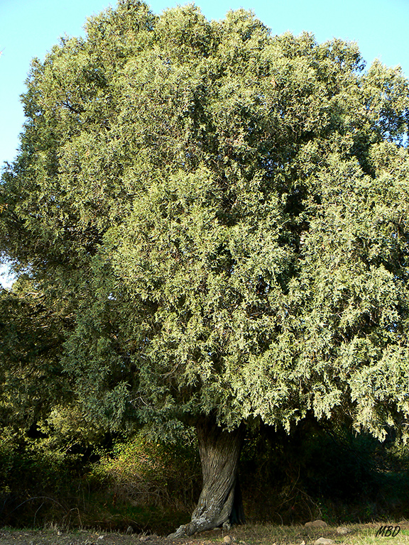 Prádena del Rincón, oct2014. Tremendo ejemplar.