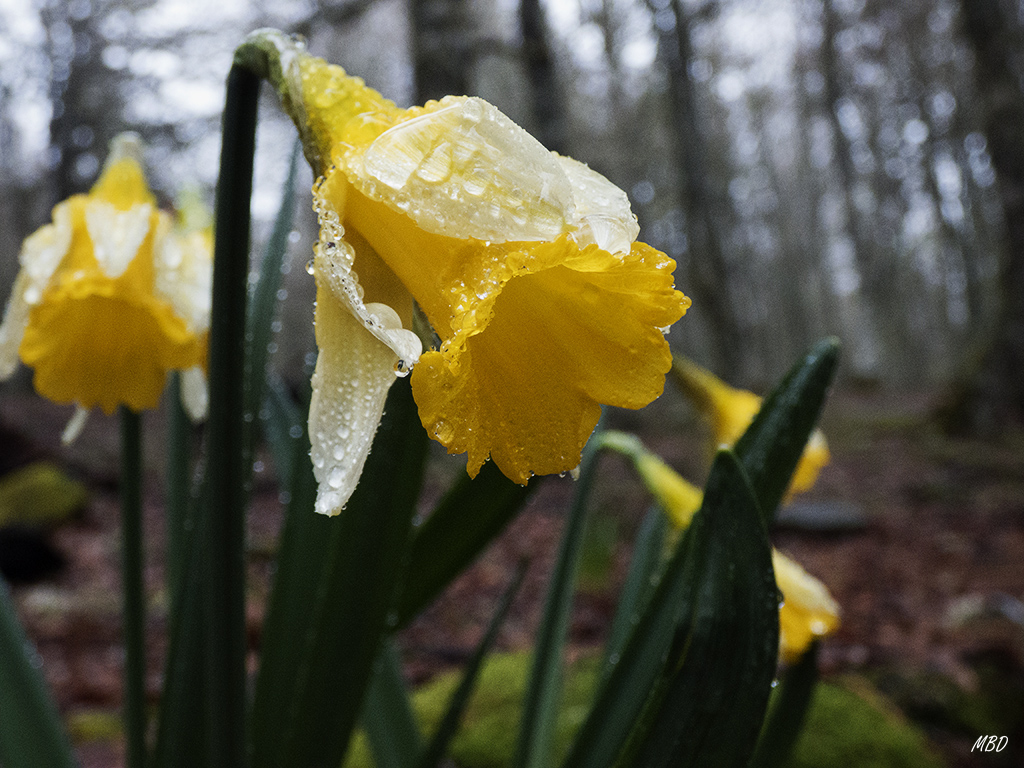 Riaño, may2015. Llovía. El bosque de hayas al fondo.
