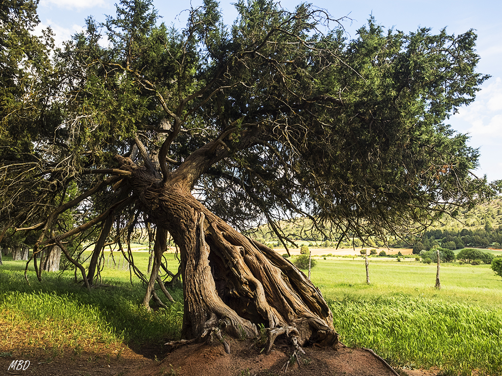 Sabinar de Calatañazor, jun17