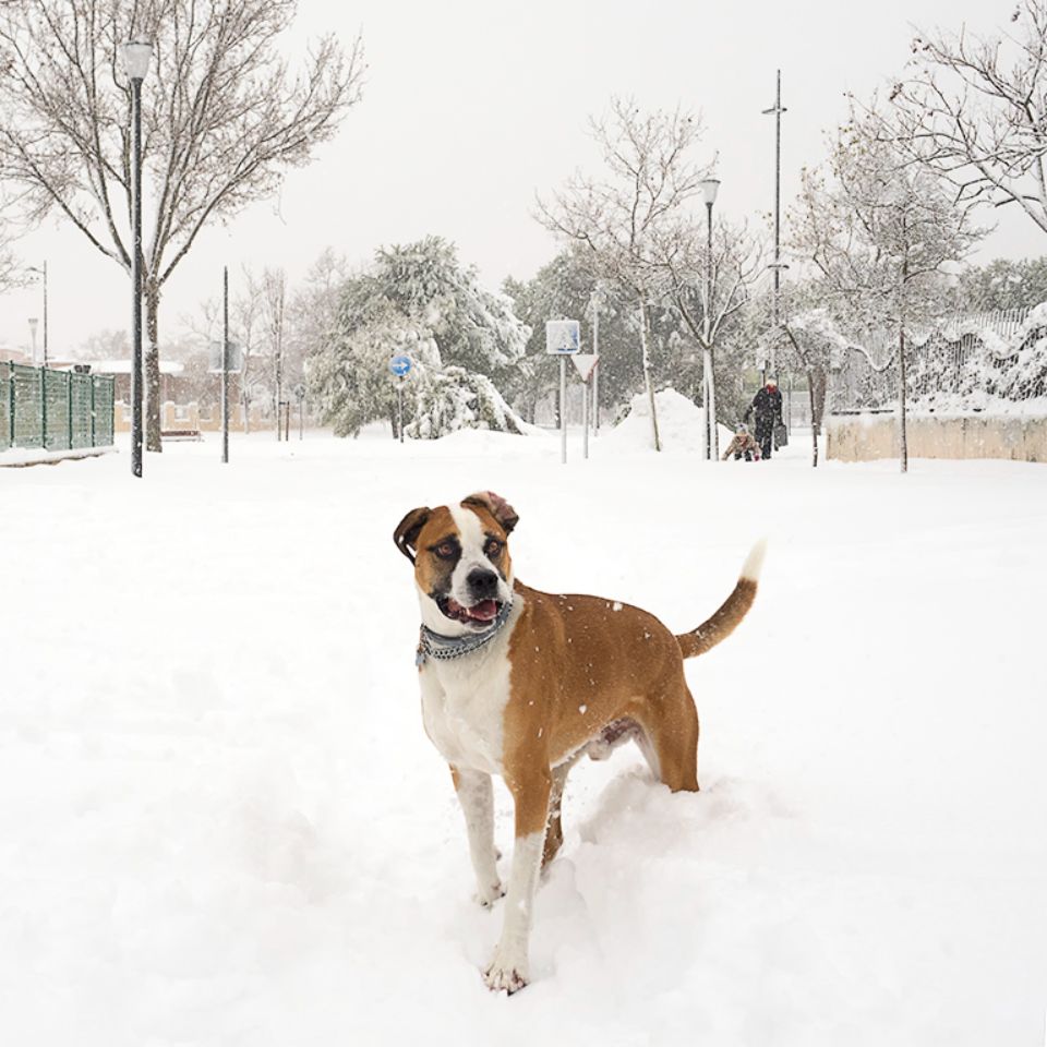 Filomena en Tres Cantos