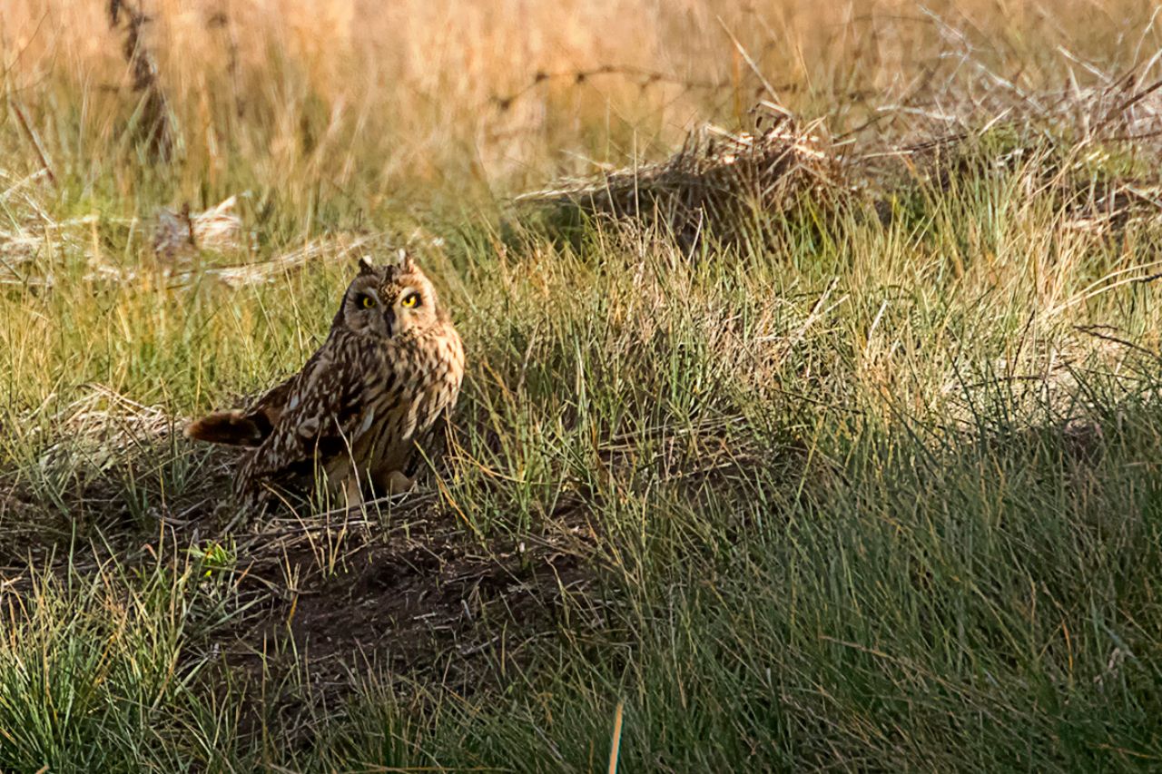 Búho campestre
