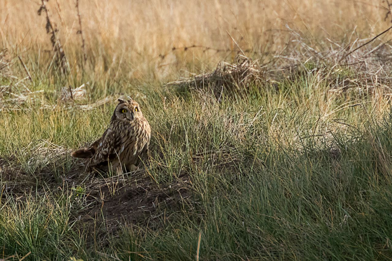 Búho campestre