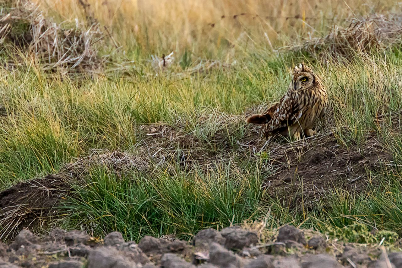 Búho campestre
