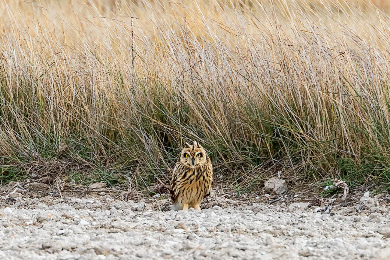 Búho campestre