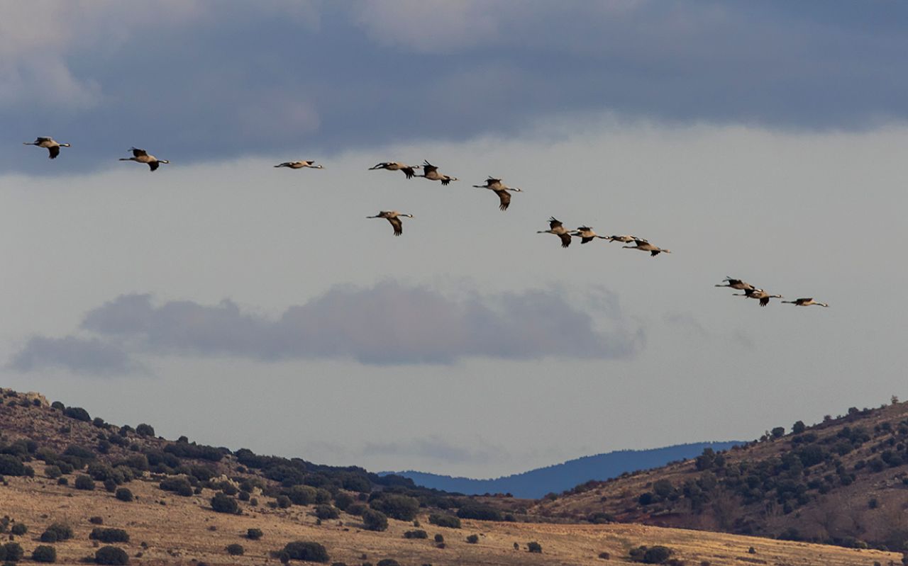 Grullas en vuelo