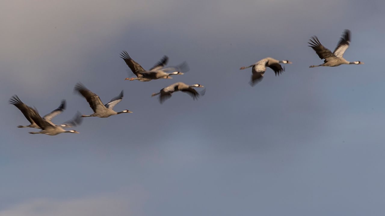 Grullas en vuelo