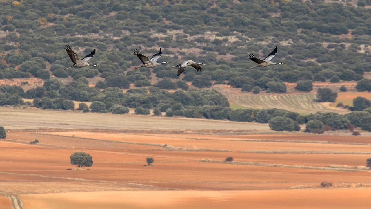 Grullas en vuelo