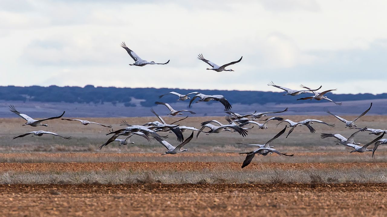 Bandos que van y vienen