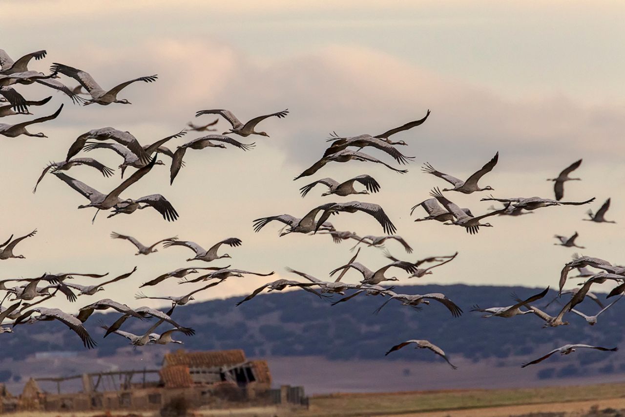 Bandos que van y vienen