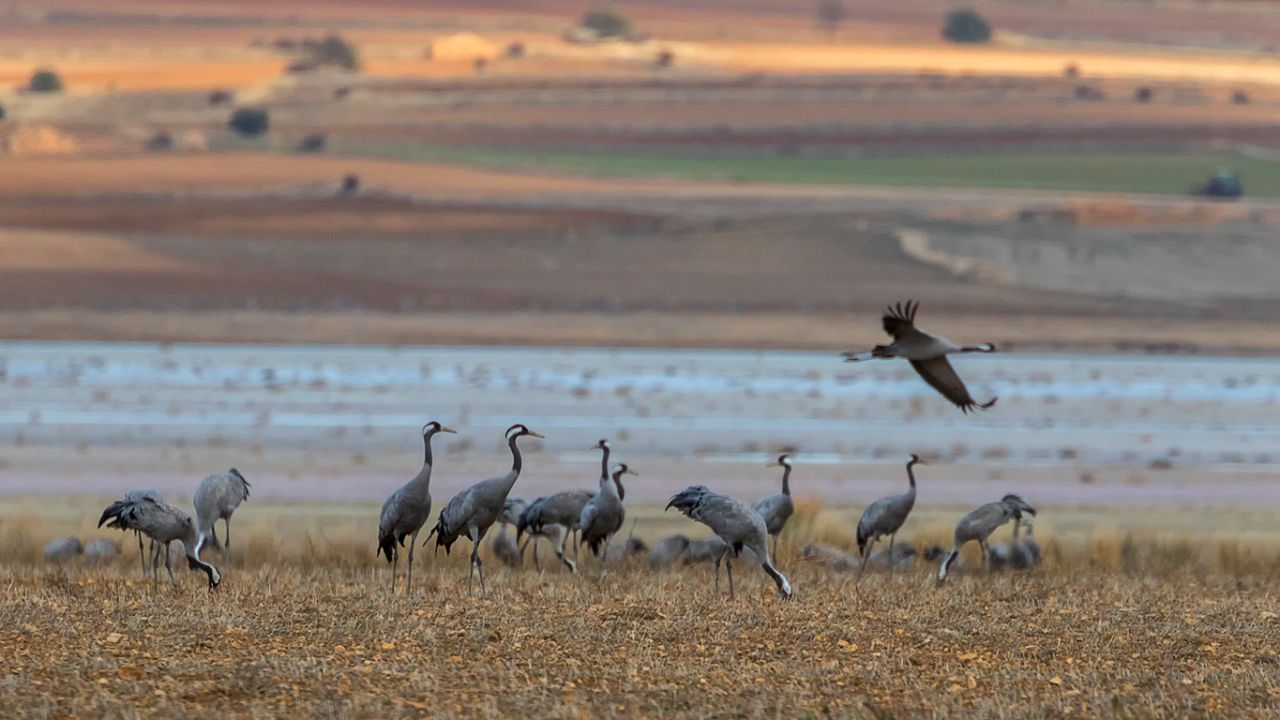 Campos llenos de grullas