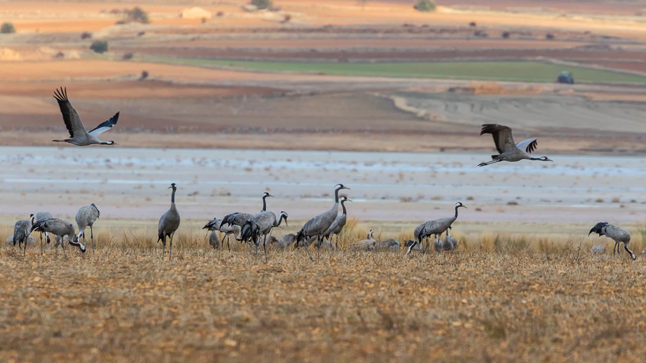 Campos llenos de grullas
