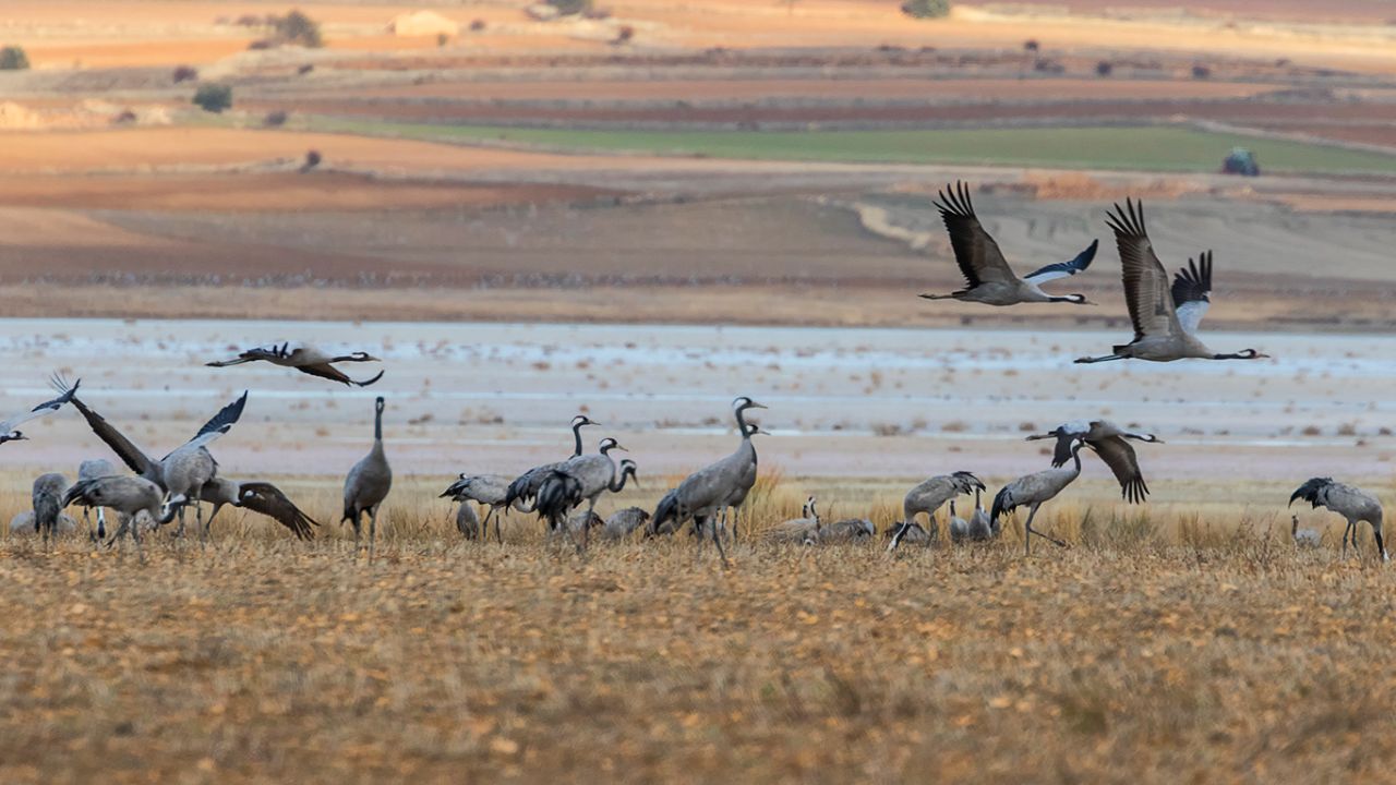 Campos llenos de grullas