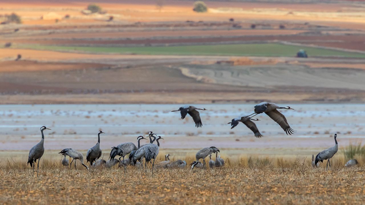 Campos llenos de grullas