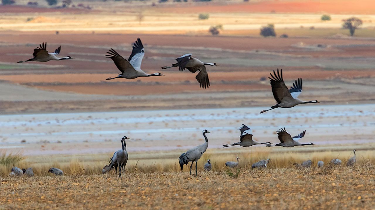 Campos llenos de grullas