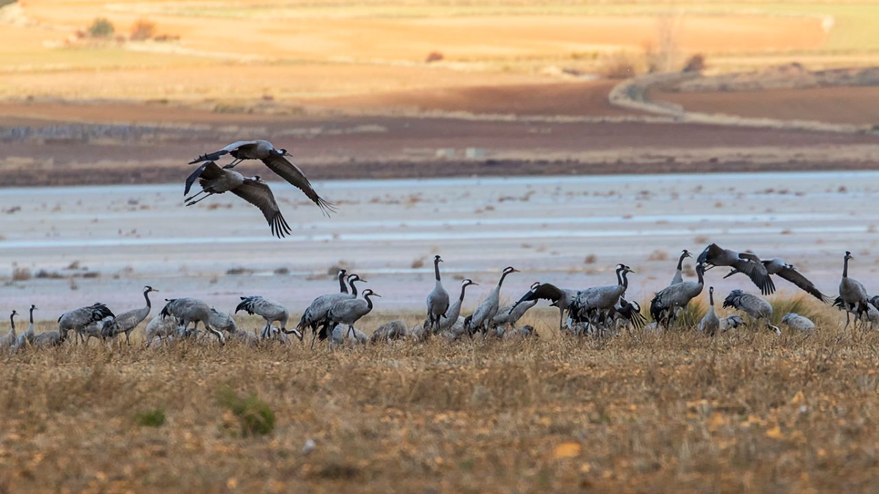 Campos llenos de grullas