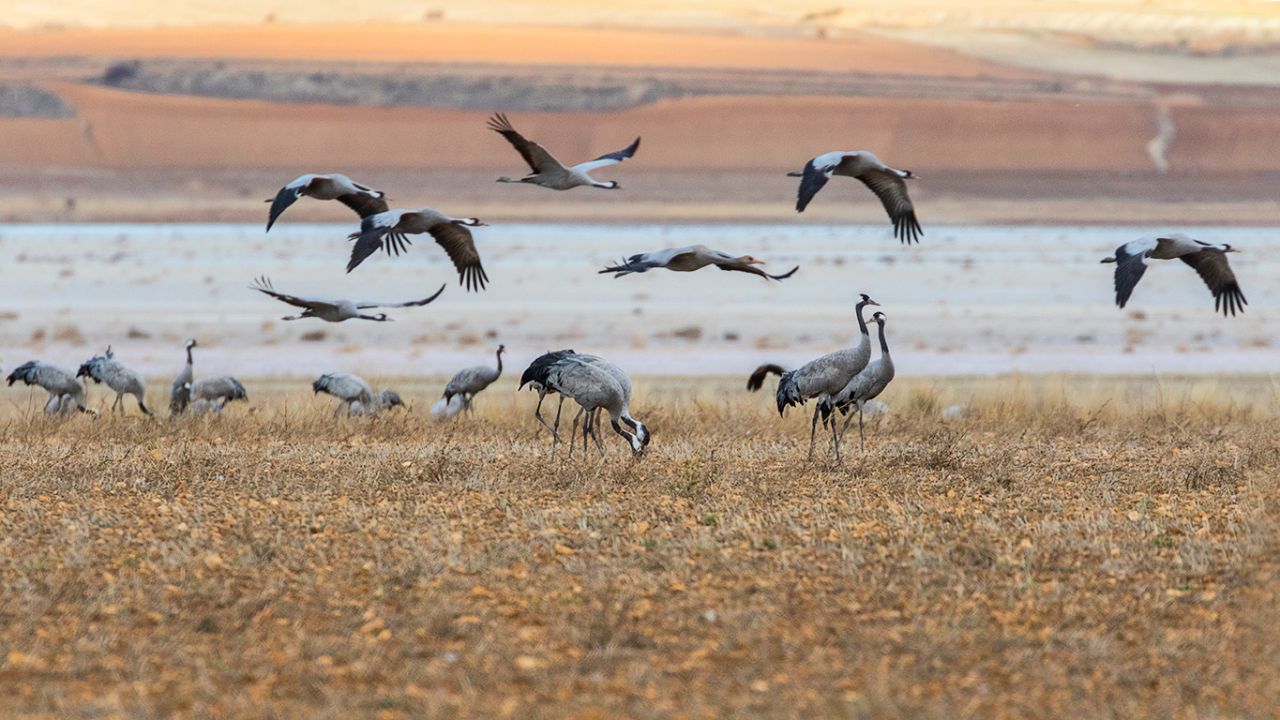 Campos llenos de grullas