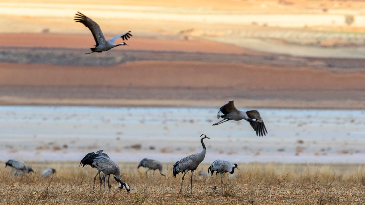 Campos llenos de grullas