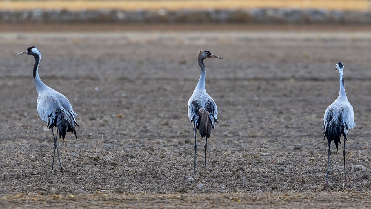 Los dos adultos y el pollo
