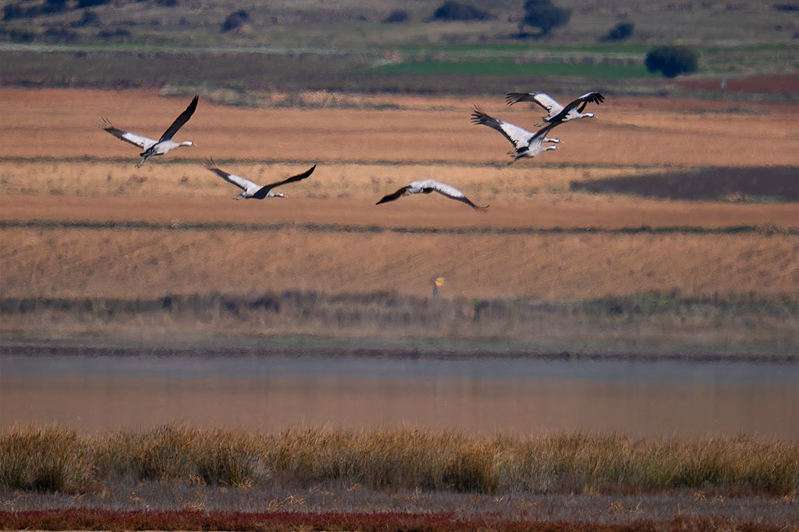 Ya han llegado las primeras grullas
