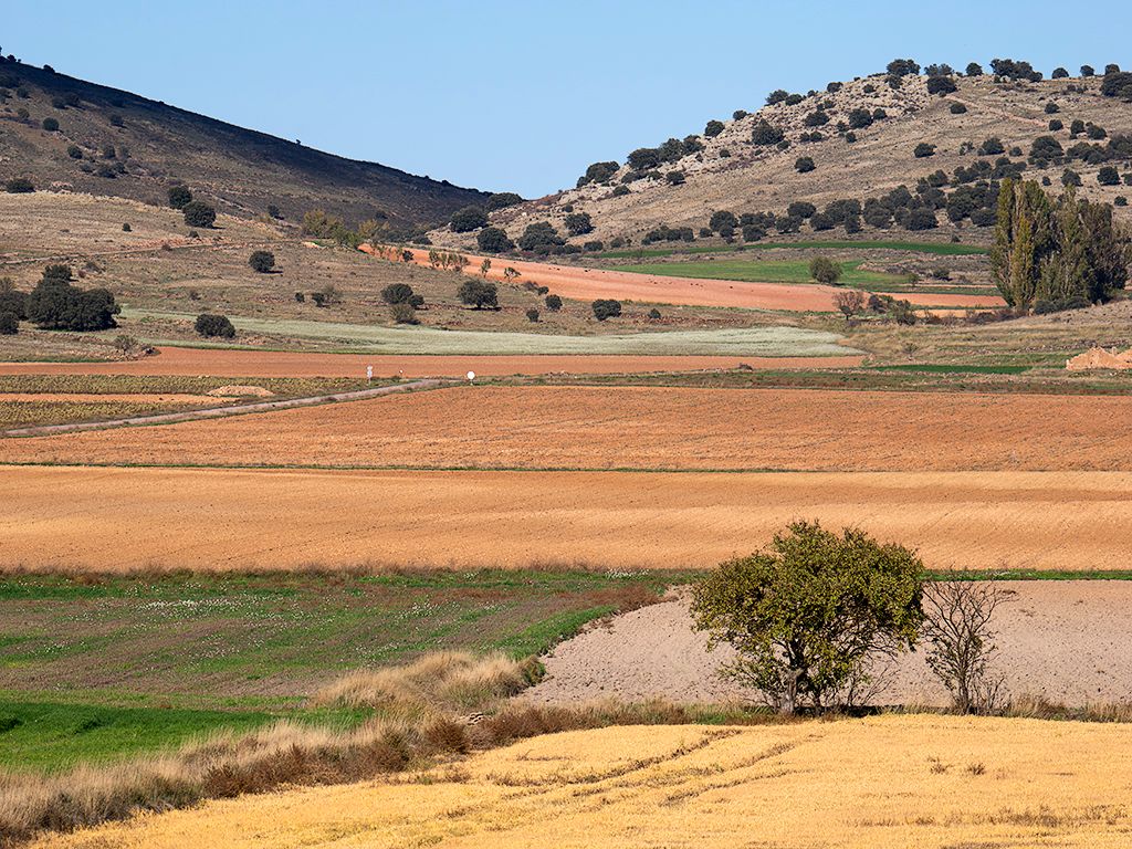 Pero aún no llenan los campos