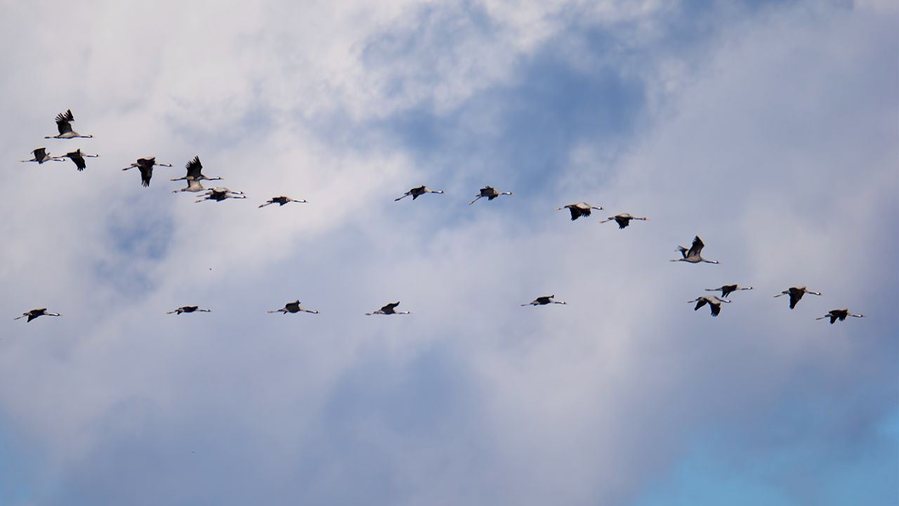 Apenas algún bando se ve volando