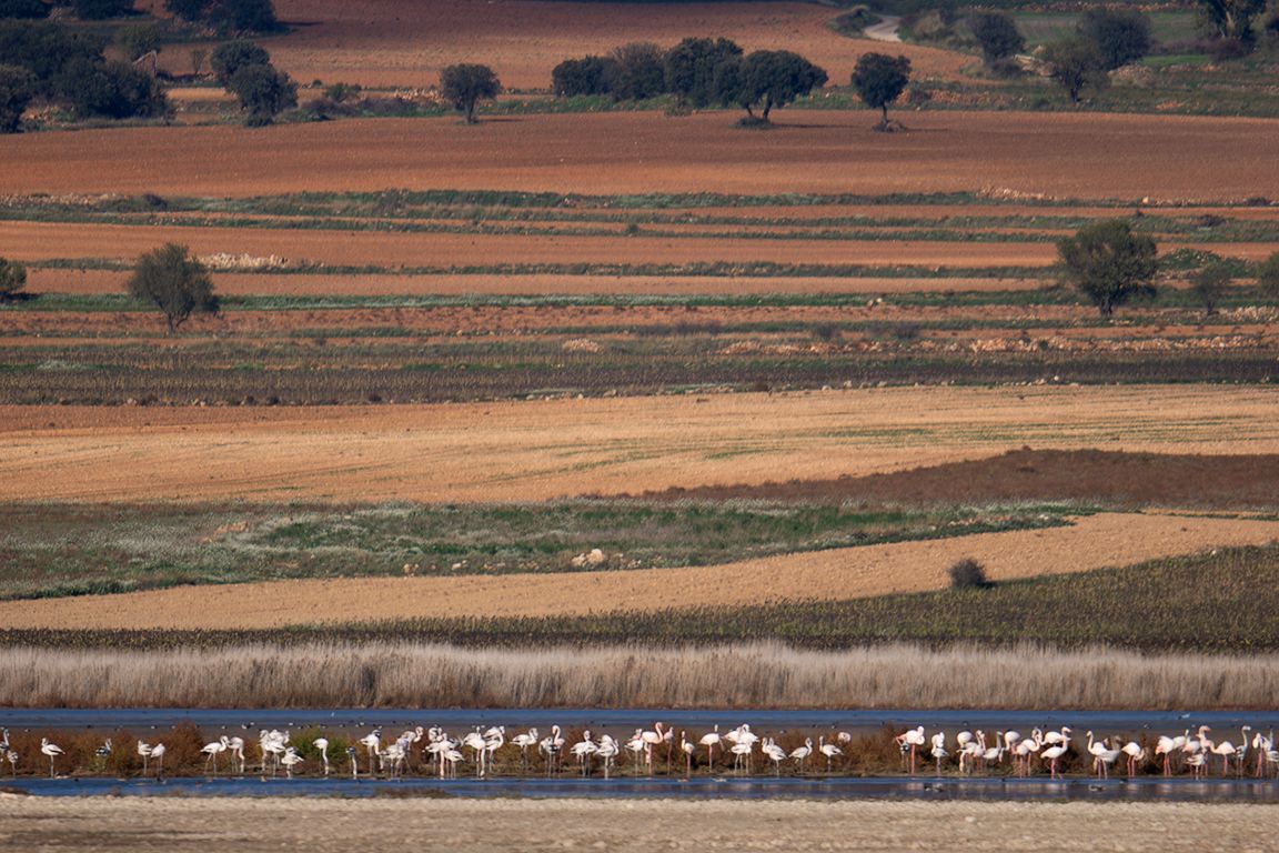 Los que sí están son los flamencos
