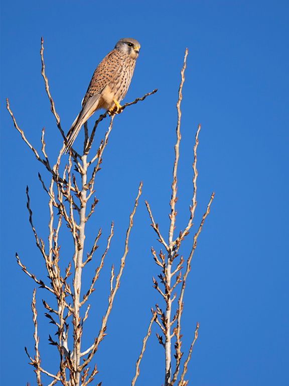 Los cernícalos se dejan ver