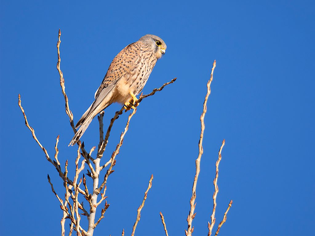 Posan bien en los árboles