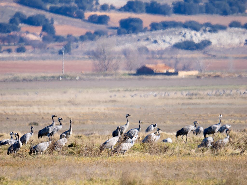 Un grupo de grullas